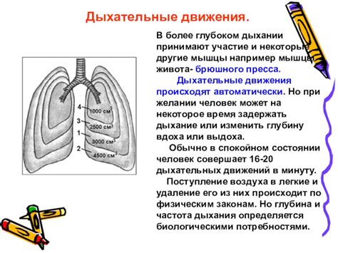 Изменения в дыхании после первых месяцев жизни