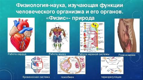 Препарат и физиологические параметры организма