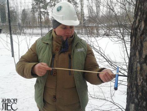 Уход за утепленными деревьями в период зимы