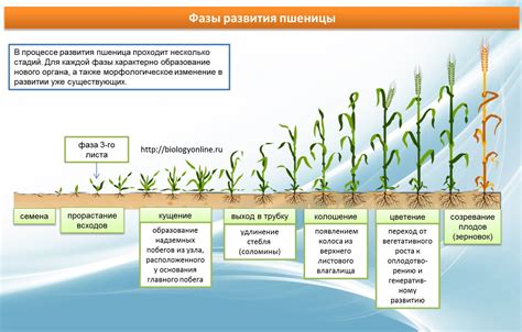 Фазы развития держания игрушек