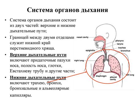 Физиологические аспекты дыхания у новорожденных