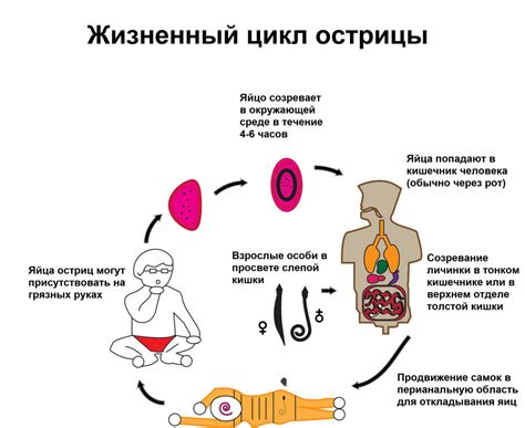 Энтеробиоз: определение, симптомы, лечение